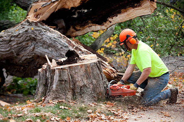 Trusted Okeechobee, FL Tree Care Services Experts